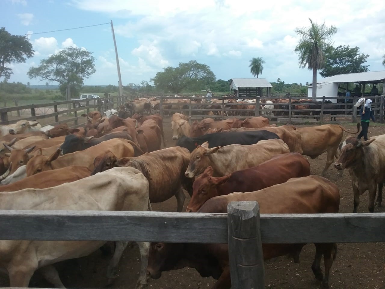 ganaderia-agricultura-glocalsa-paraguay-1