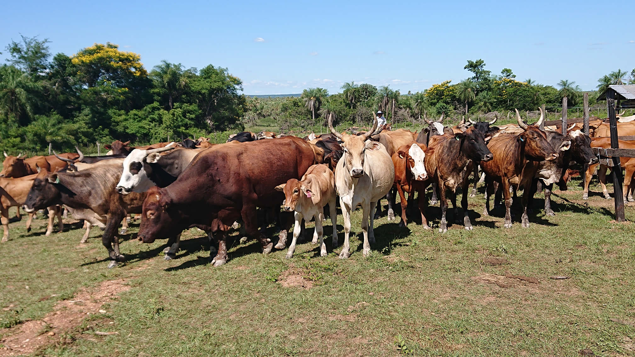 ganaderia-agricultura-glocalsa-paraguay-2