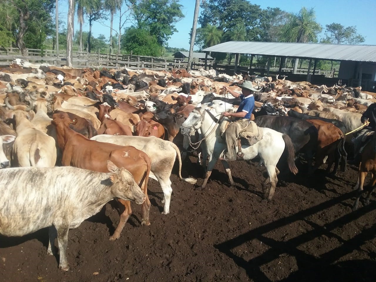 ganaderia-agricultura-glocalsa-paraguay-3