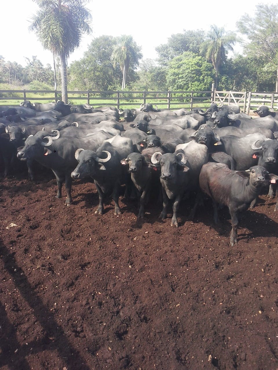 ganaderia-agricultura-glocalsa-paraguay-5