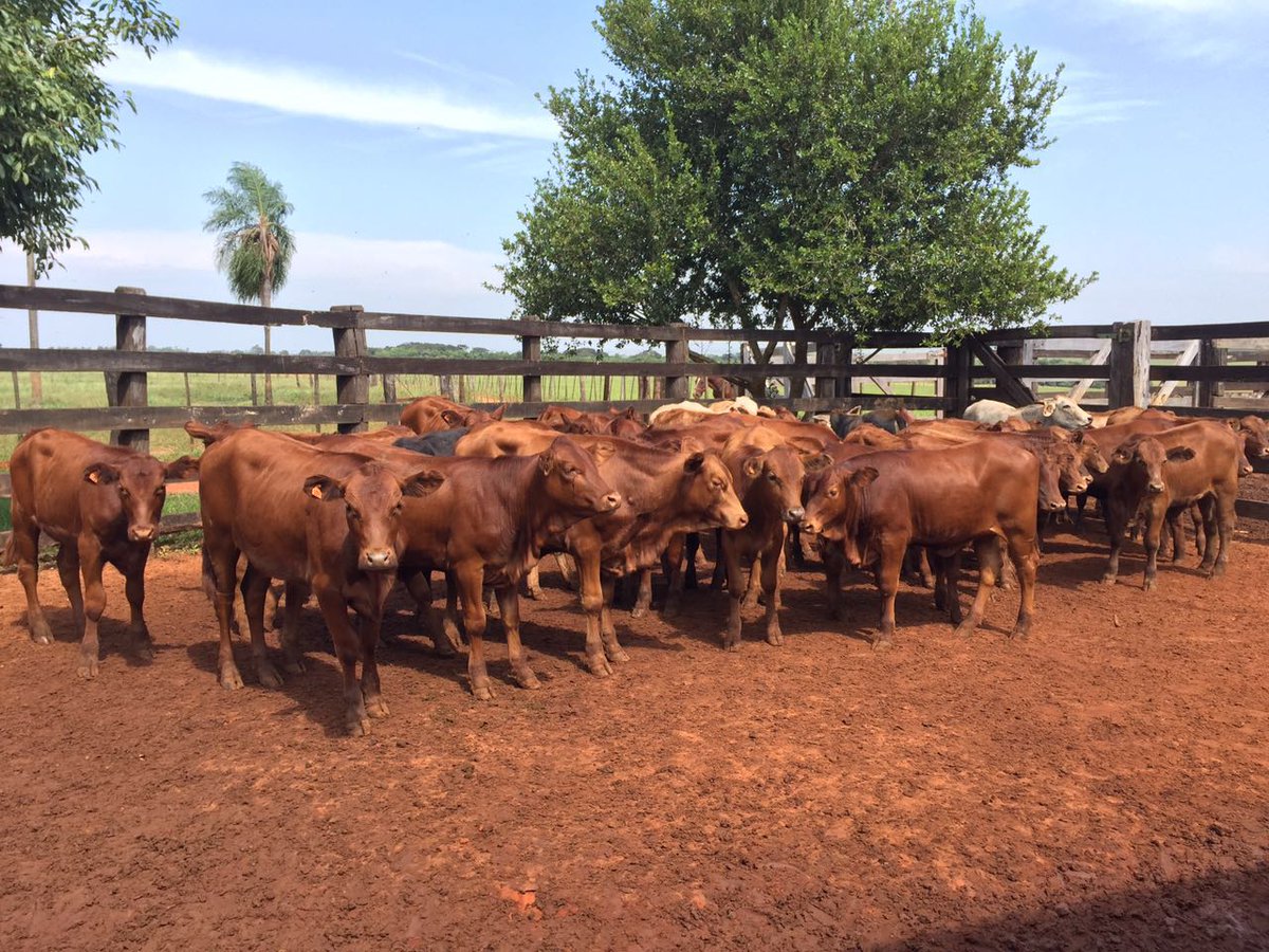 ganaderia-agricultura-glocalsa-paraguay-6