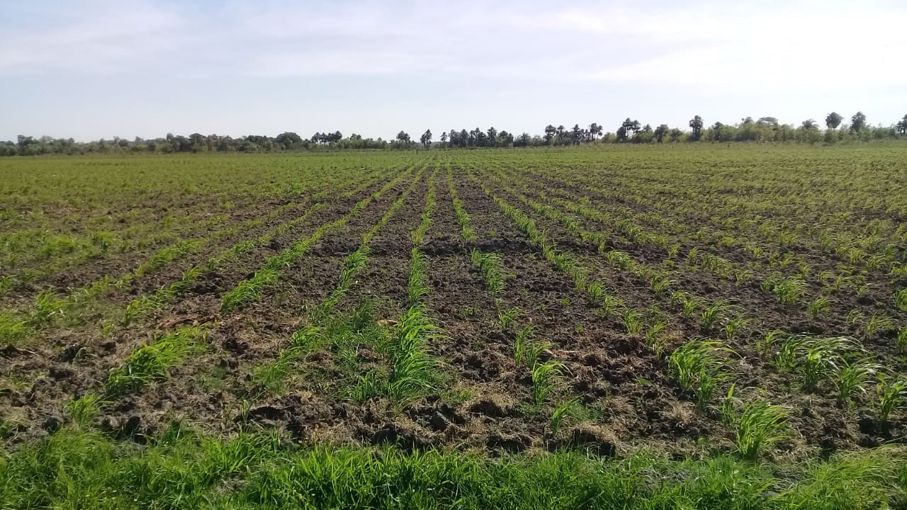 ganaderia-glocalsa-paraguay