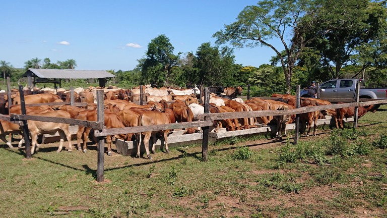 ganaderia-agricultura-glocalsa-paraguay-4